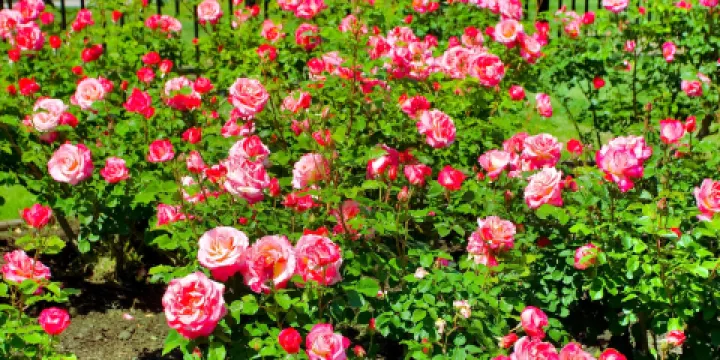 Heritage Rose Garden