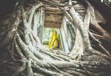 树中佛寺景点图片