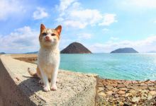 佐柳岛景点图片