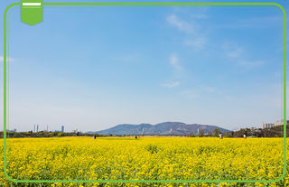 大邱半日游：河中岛的春天