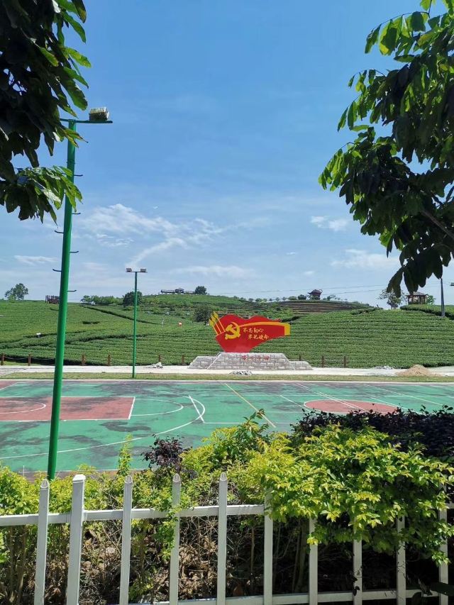大明山万古茶园旅行图片 3