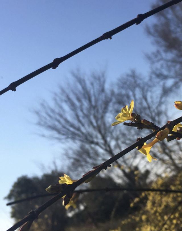 安庆市菱湖风景区旅行图片 2