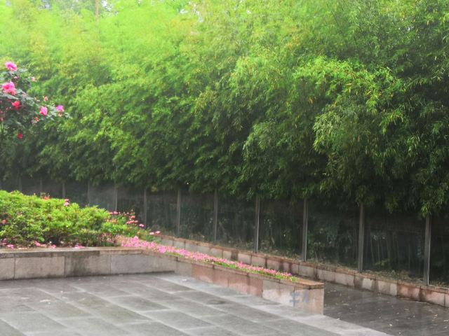 芦花荡公园-园门旅行图片 2
