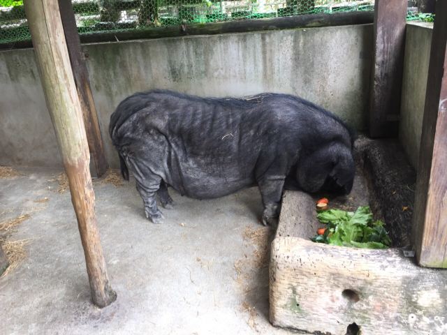 Taipei Zoo