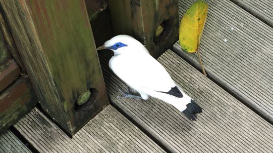 尤德觀鳥園