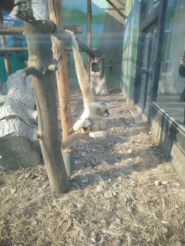 Beijing Zoo