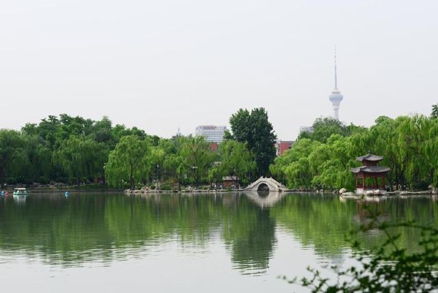 Purple Bamboo Park