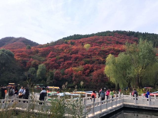 홍엽곡