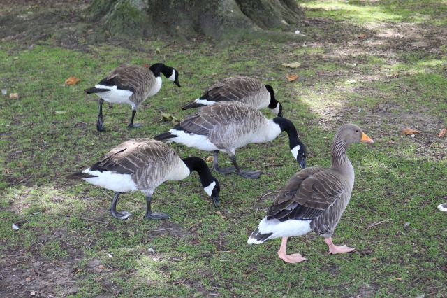 Hyde Park