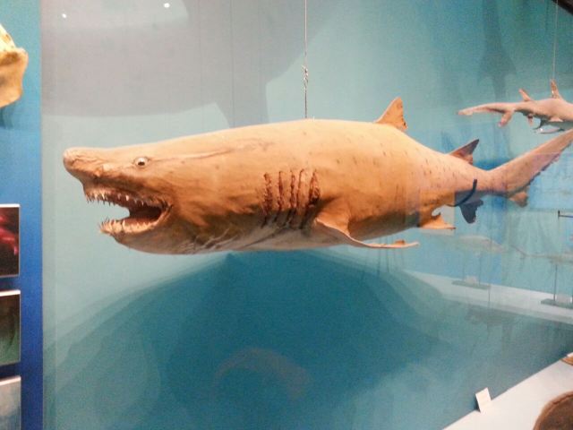 Tianjin Natural History Museum