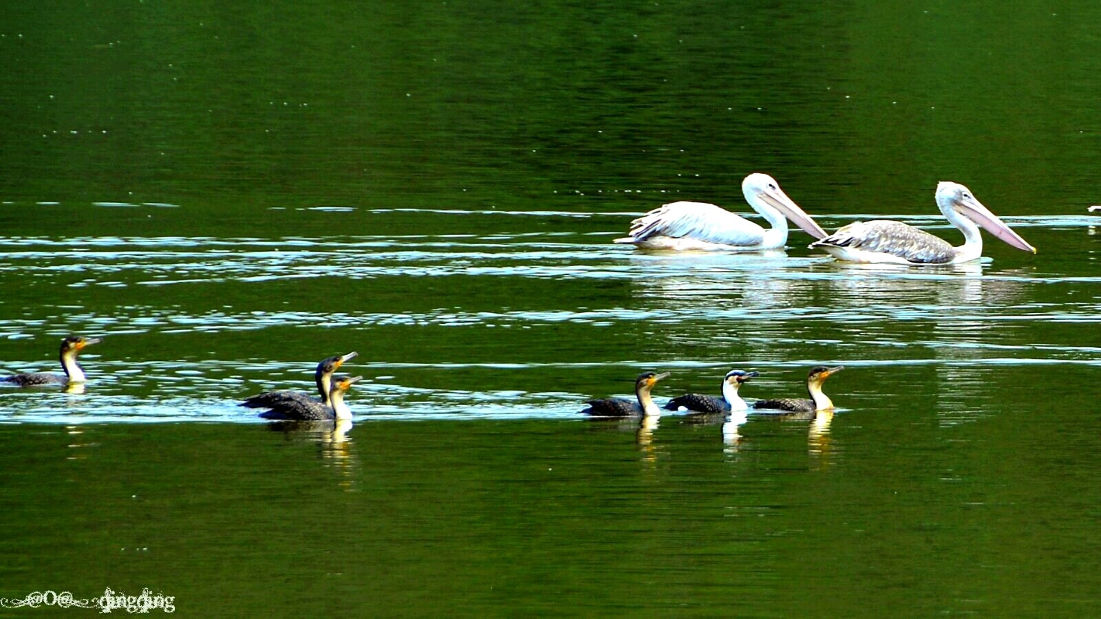 卡伦湖畔水鸟家园