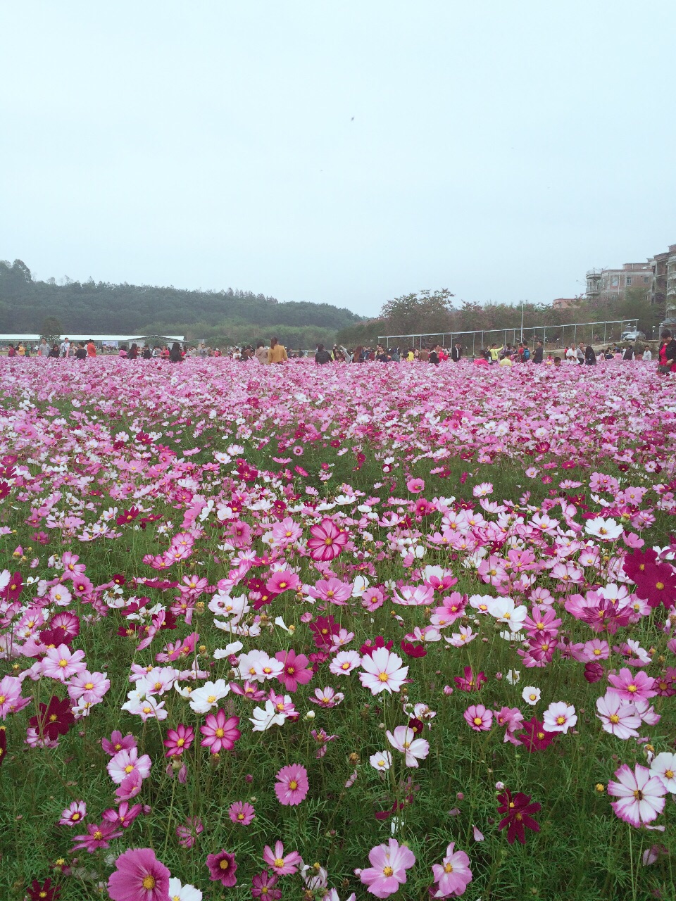 广东省高州市柳村的花儿都开了