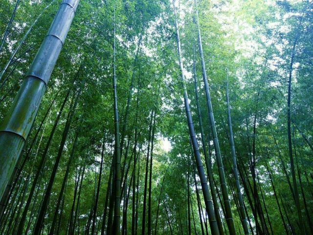Shunan Zhuhai (“South Sichuan Bamboo Sea”) National Park