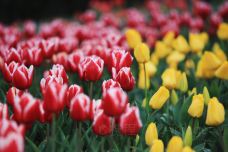 阿姆斯特丹郁金香博物馆-阿姆斯特丹-doris圈圈