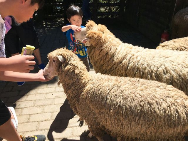 칭칭초원