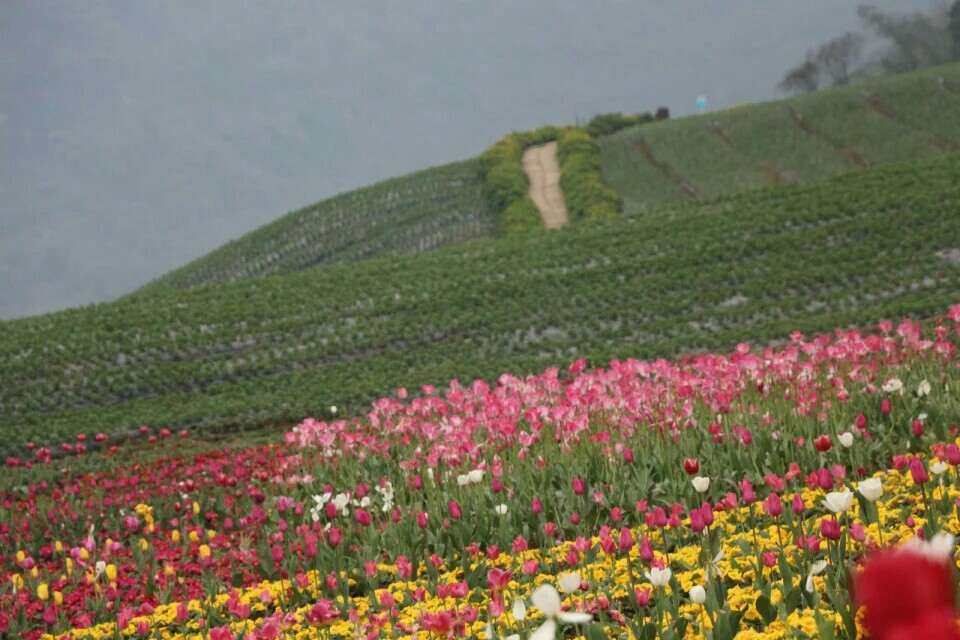 花田酒地又一春