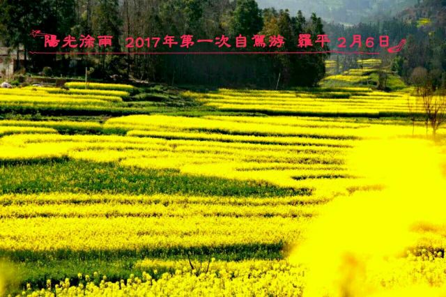 Luoping Canola Flower Ocean