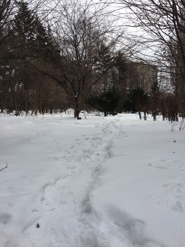 北海道大學