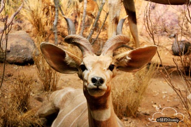 American Museum of Natural History