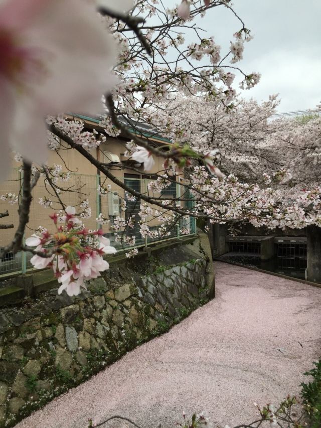 Philosopher's Walk