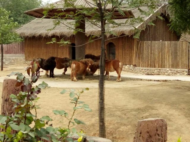 스자좡 도심 동물원