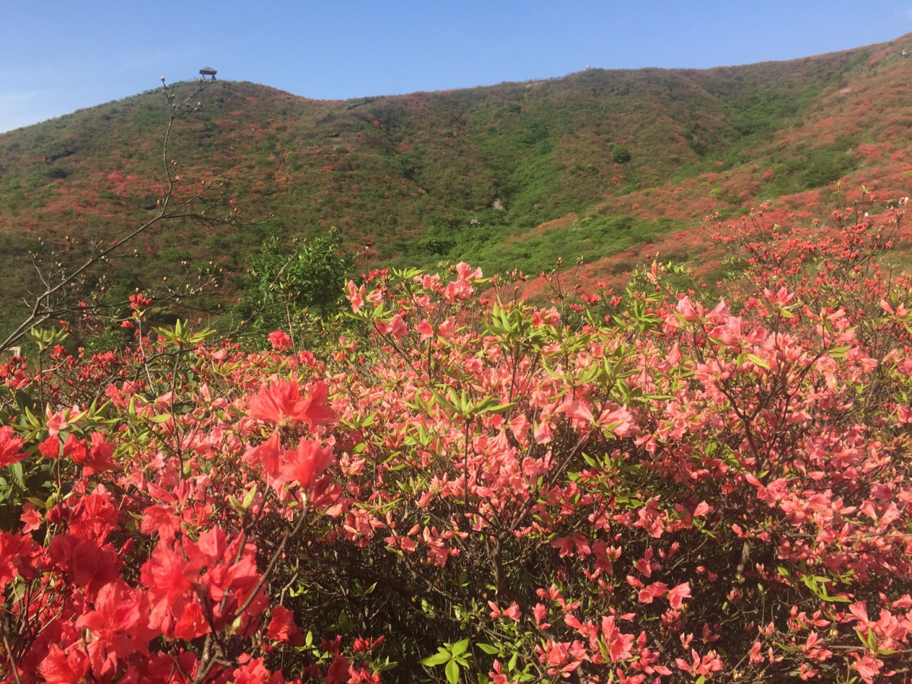 花开围山红满天