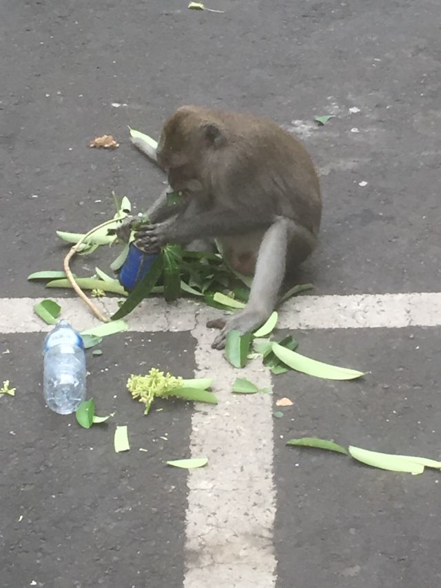 몽키 포레스트