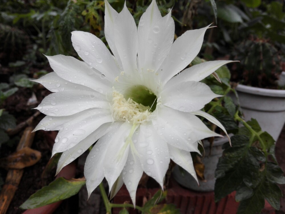 端午.细雨.仙花.怒放.安康