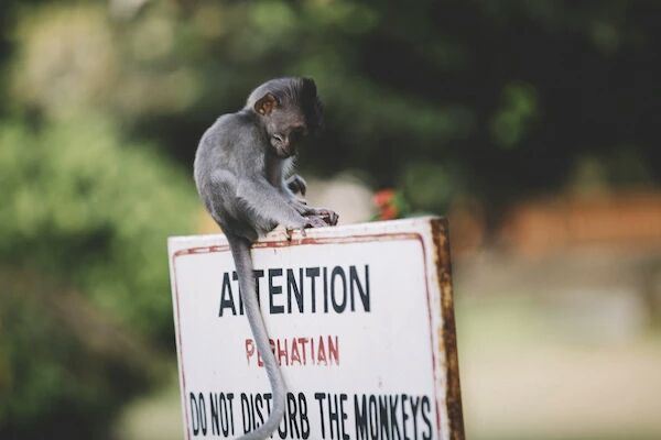 Ubud Monkey Forest
