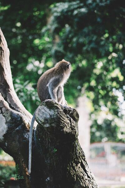 Ubud Monkey Forest