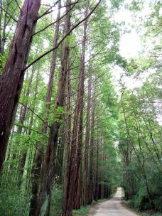 云雾山景区-勉县-泰山小牛