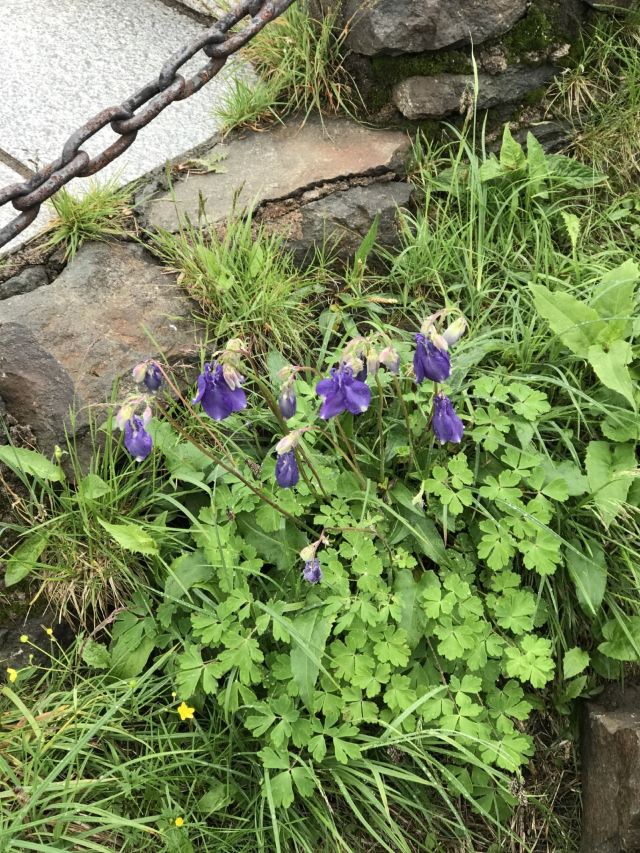 West Slope of Changbai Mountain Scenic Area