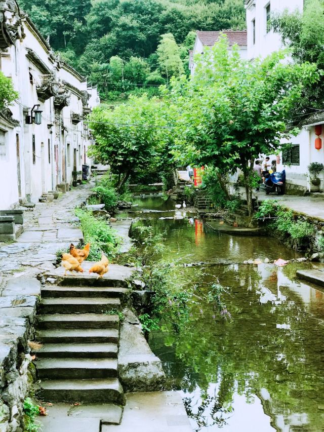 芹川村