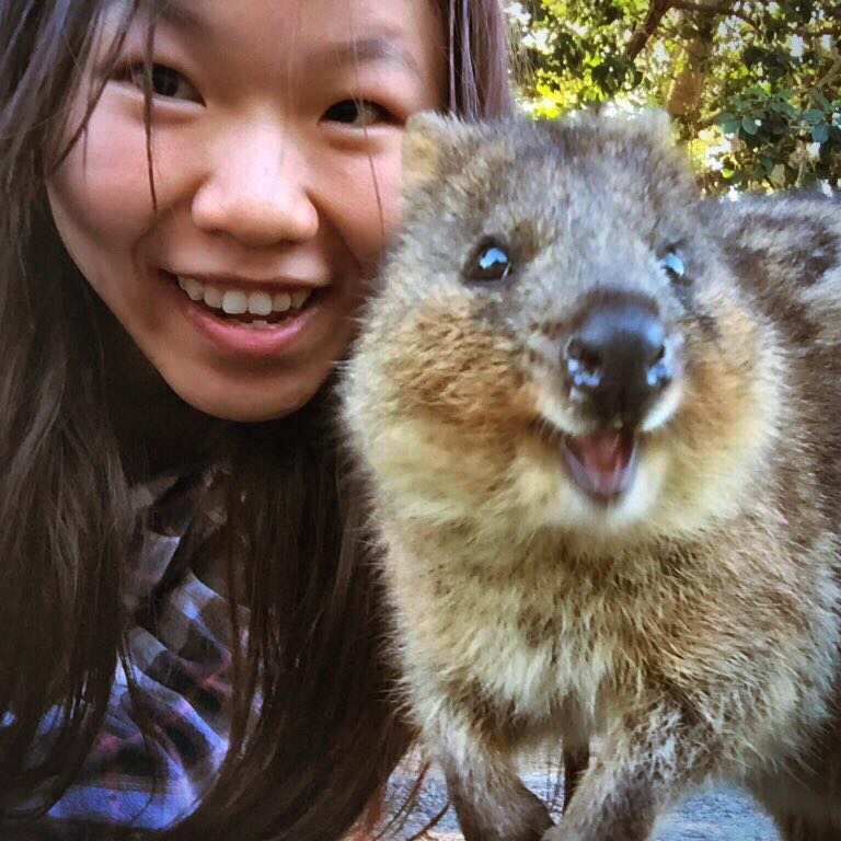 世界上最开心的动物Quokka