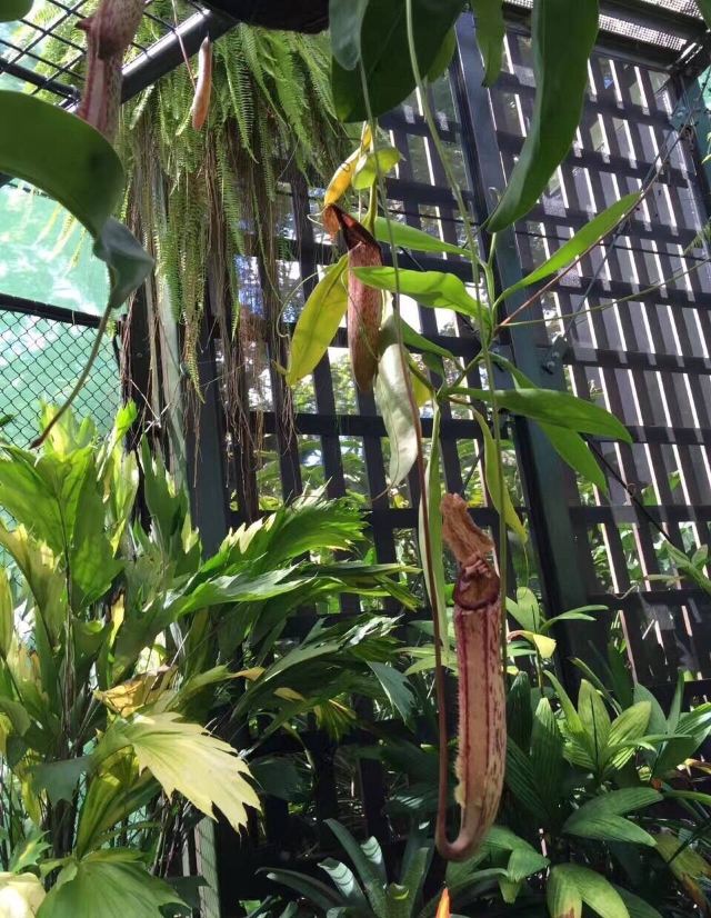 Cairns Botanic Gardens