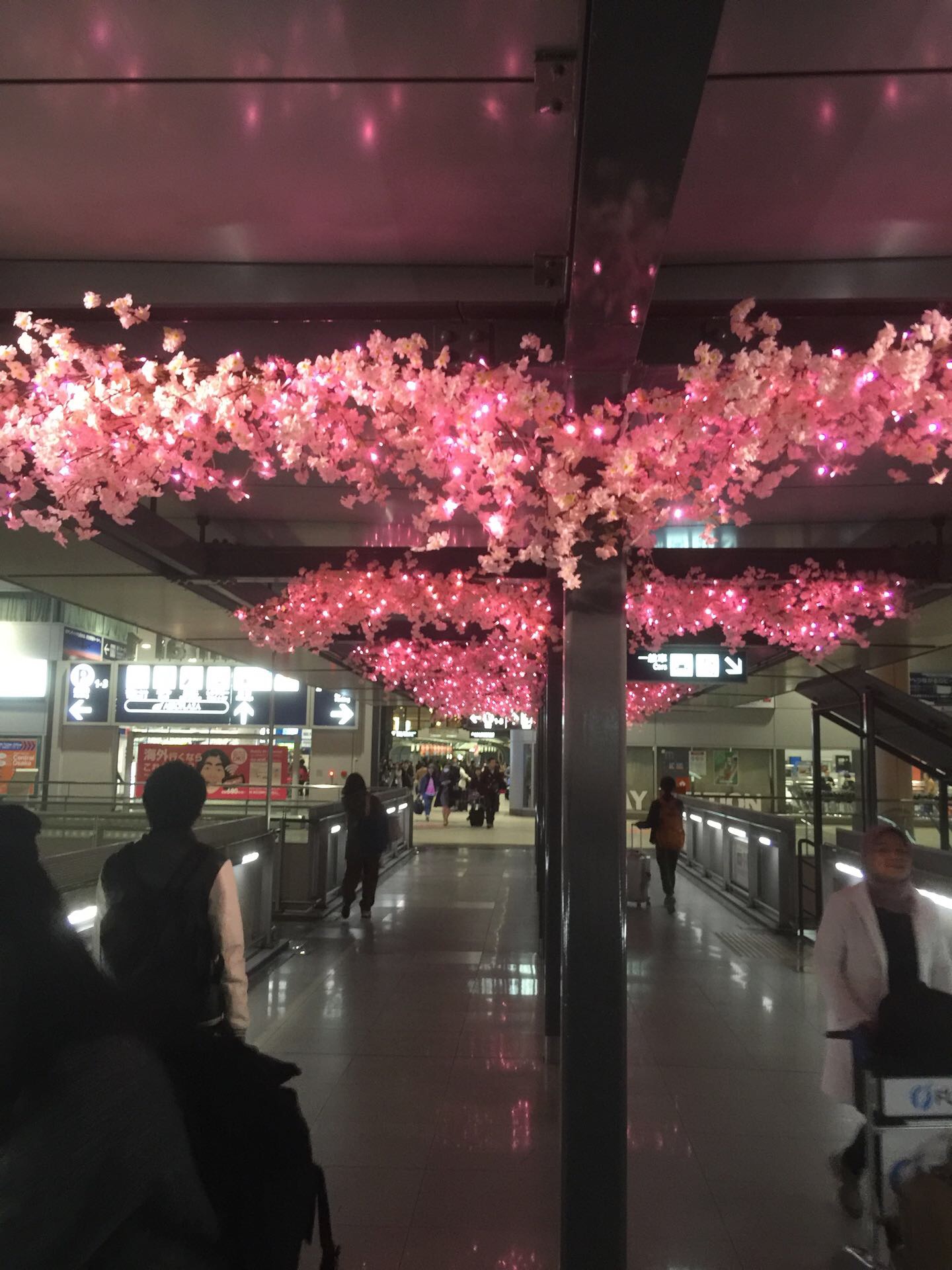 日本樱花行🌸