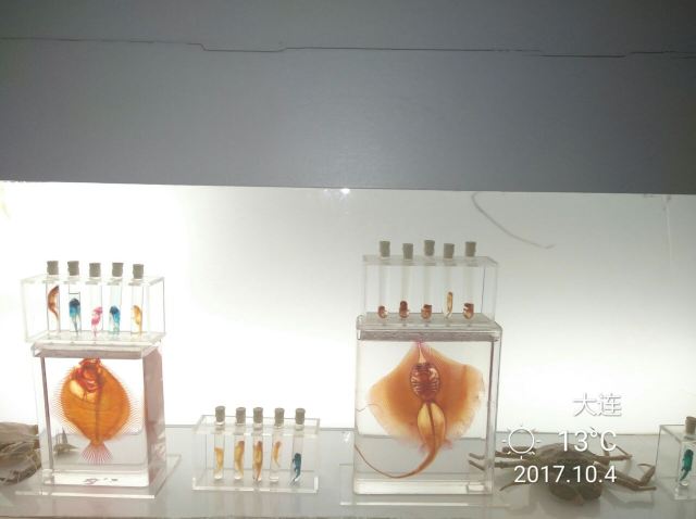다롄 성야하이양스제(대련 성아해양세계)