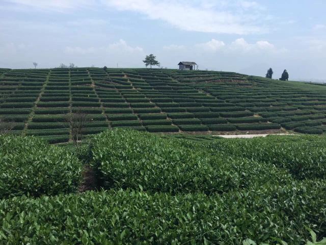 松陽大木山騎行茶園景區