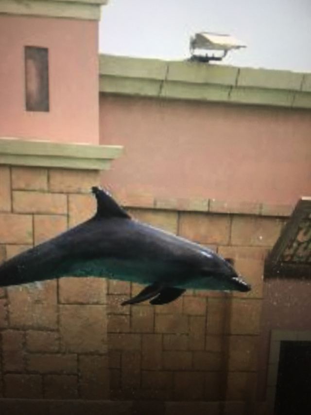 Dolphin Bay