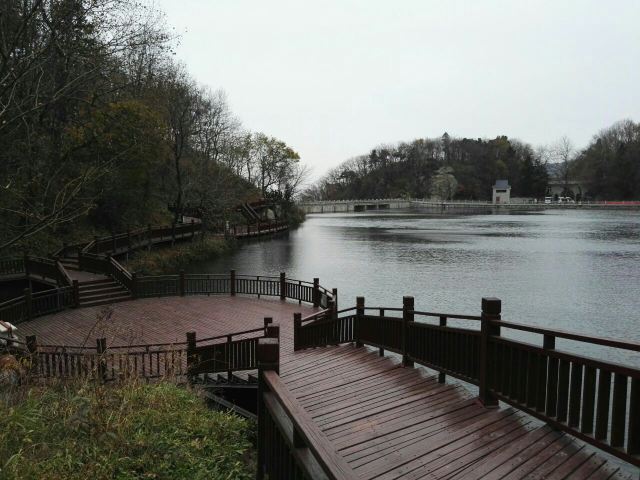 수탉 산