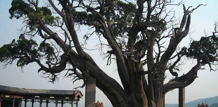 秦柏旅游生态园区