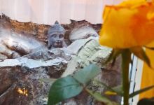 Steenhuset Restaurant美食图片