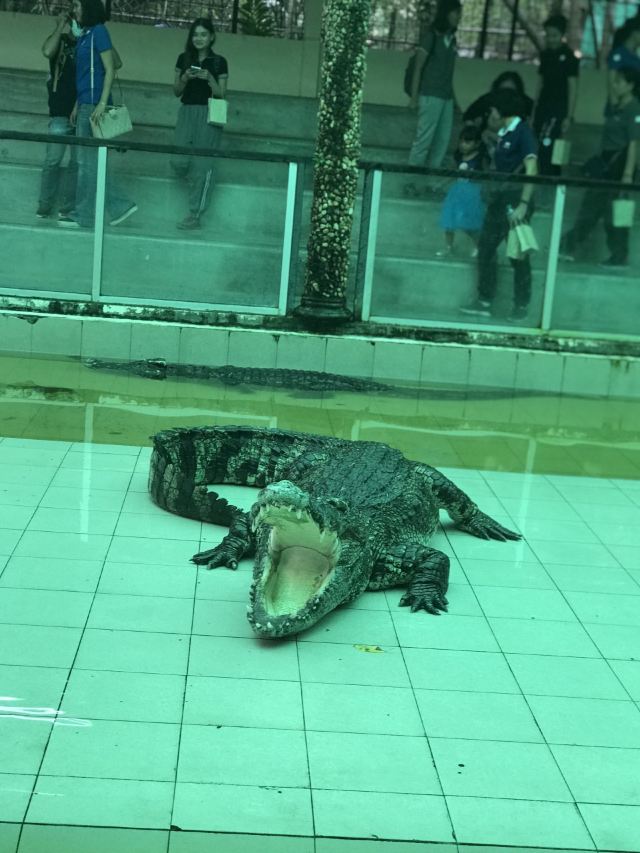 푸껫 동물원
