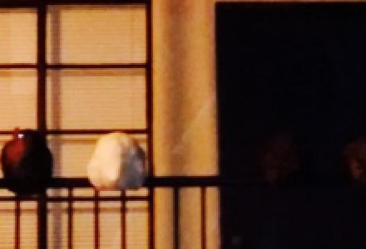 Rooster Creek Tavern美食图片