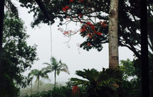 Kuranda Rainforest View Restaurant餐厅图片