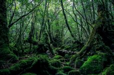 白谷云水峡-屋久岛町-doris圈圈