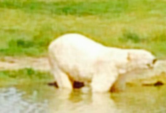 Safari Cafe美食图片