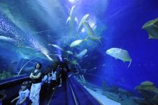 吉隆坡城中城水族馆-吉隆坡-doris圈圈