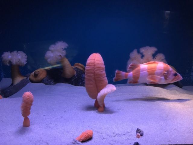 California Academy of Sciences