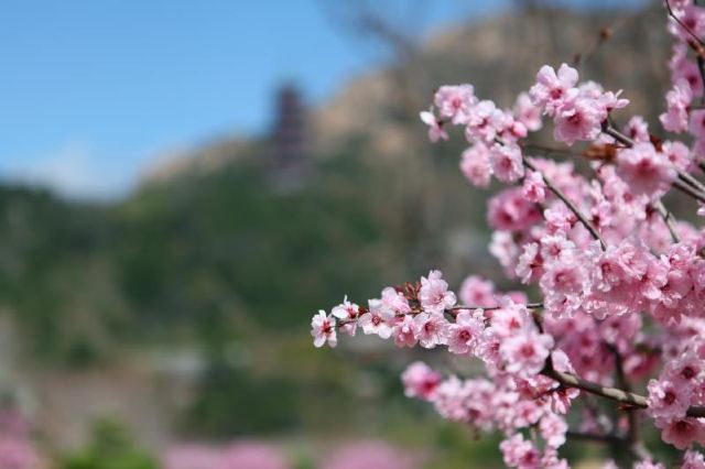 츠산 관광단지
